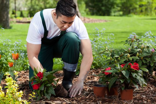 Hedge trimming service in Thamesmead